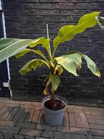 Bananenboom Musa basjoo, Ophalen