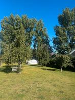 Fruitbomen te koop 80-100 jaar oud, Tuin en Terras, Planten | Fruitbomen, Ophalen of Verzenden