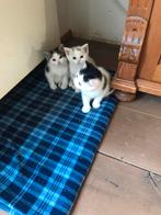 3 Lieve en mooie kittens te koop, Dieren en Toebehoren, Katten en Kittens | Overige Katten, Meerdere dieren