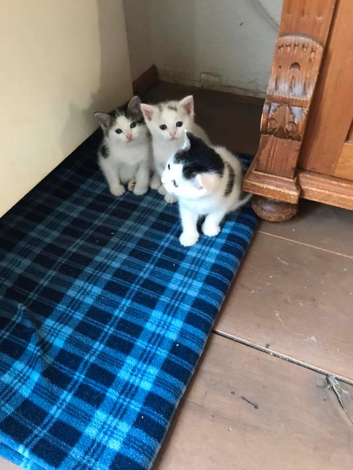 3 Lieve en mooie kittens te koop, Dieren en Toebehoren, Katten en Kittens | Overige Katten, Meerdere dieren