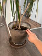 Gratis Plant in Keramische Pot, Tuin en Terras, Planten | Tuinplanten, Vaste plant, Bloeit niet, Halfschaduw, Ophalen