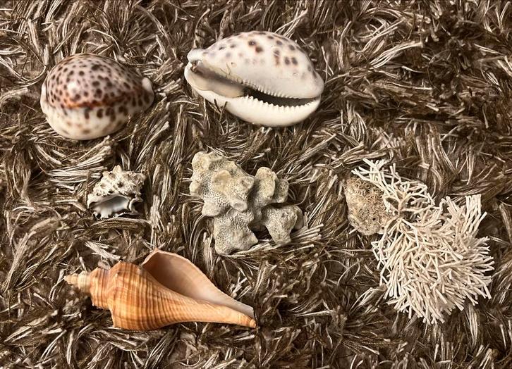 Mooie verzameling schelpen - max 10cm groot, Huis en Inrichting, Woonaccessoires | Overige, Gebruikt, Ophalen