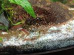 Garnalen mix voor aquarium, Dieren en Toebehoren, Vissen | Aquariumvissen, Kreeft, Krab of Garnaal