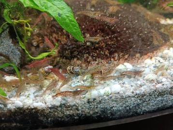 Garnalen mix voor aquarium  beschikbaar voor biedingen