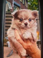 Merle Pomchi ,Teefje....,6 weken..., !!, Dieren en Toebehoren, Honden | Chihuahua's en Gezelschapshonden, Overige rassen, CDV (hondenziekte)