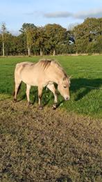 Fjorden merries en veulen, Dieren en Toebehoren, Pony's, Merrie, A pony (tot 1.17m), Gechipt, 0 tot 2 jaar