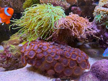 Groot stuk Zoanthus red people eaters. 100+ zoas beschikbaar voor biedingen