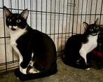 Een prachtig klein gezinnetje zoekt samen een nieuw thuis, Dieren en Toebehoren, Katten en Kittens | Overige Katten, Poes