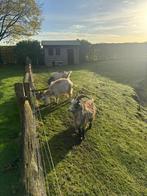 3 landgeiten te koop, Vrouwelijk, Geit