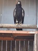 steenarend, Dieren en Toebehoren, Vogels | Overige Vogels, Mannelijk, Geringd
