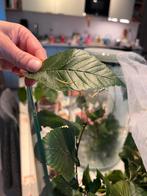 Nimfje/baby Indische wandelende tak, Dieren en Toebehoren, Insecten en Spinnen, Wandelende tak