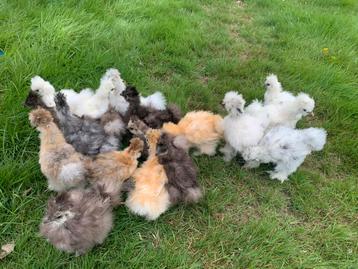 Usa zijdehoen gesekste hennen🐥6wk geent zijdehoenders🍀 beschikbaar voor biedingen