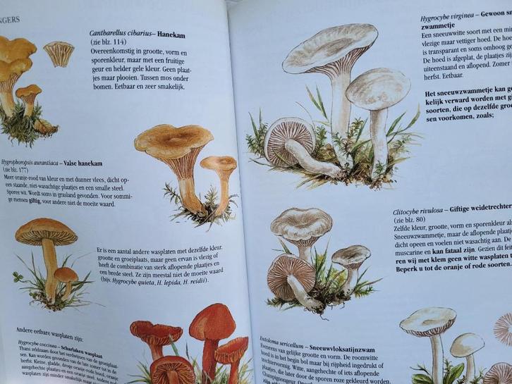 Nieuwe paddestoelengids Patrick Harding Tony Lyon, Boeken, Natuur, Zo goed als nieuw, Verzenden