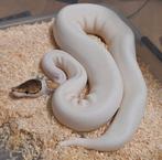 Pastel panther pinto pied, Dieren en Toebehoren, Reptielen en Amfibieën, Slang, 0 tot 2 jaar