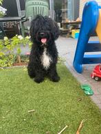 Super leuke enthousiaste labradoodle pup, Rabiës (hondsdolheid), 15 weken tot 1 jaar, Reu, Eén hond