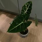 Olifantsoor (Alocasia) in sierpot - Groningen, Tuin en Terras, Planten | Tuinplanten, Overige soorten, Vaste plant, Ophalen of Verzenden