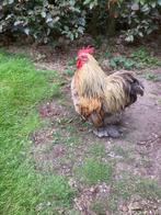Haan, cochin kriel, Dieren en Toebehoren, Pluimvee, Mannelijk, Kip
