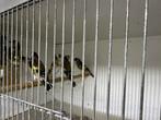 Parva putter 6 stuks, Dieren en Toebehoren, Vogels | Overige Vogels