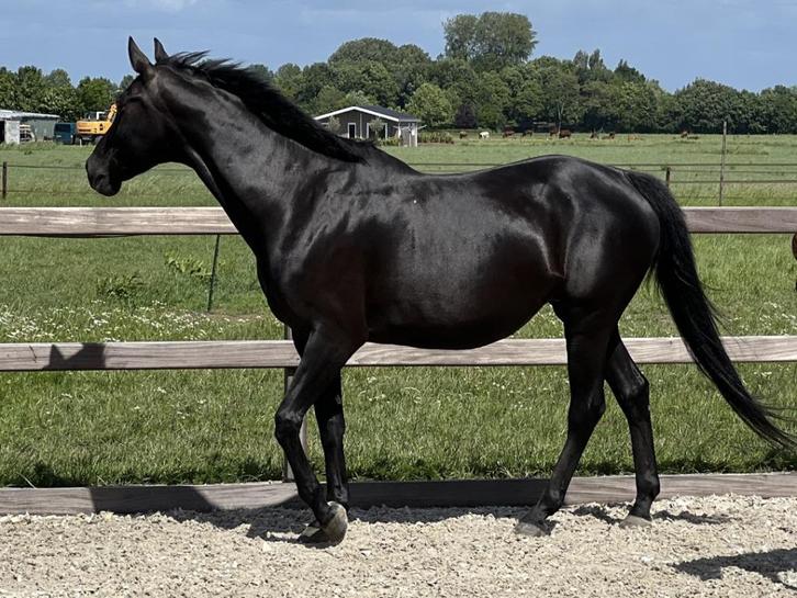 Gitzwarte knappe fokmerrie, Oo Seven x Jazz., Dieren en Toebehoren, Paarden, Merrie, Niet van toepassing, 160 tot 165 cm, 11 jaar of ouder