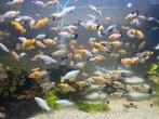 Mollie/molly vissen., Dieren en Toebehoren, Vissen | Aquariumvissen, Vis