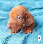 Prachtige lieve dwergteckel pups, Dieren en Toebehoren, CDV (hondenziekte), Particulier, Meerdere, 8 tot 15 weken