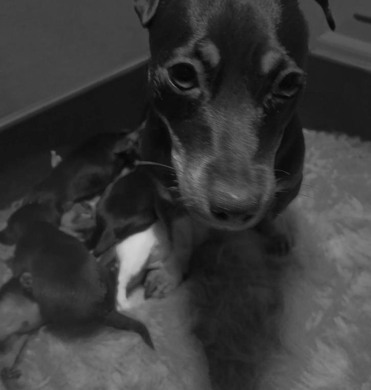 Puppy Jack Russel Black tann, Dieren en Toebehoren, Honden | Jack Russells en Terriërs, Meerdere dieren, Jack Russell Terriër