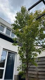 Prunus boom GRATIS, Ophalen, Volle zon, Overige soorten