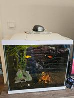 Een mooi aquarium incl. Vissen!, Ophalen, Gebruikt, Gevuld zoetwateraquarium