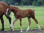 Hengstveulen, springen (Inaico VDL x Guidam x Joost), Dieren en Toebehoren, Paarden, Hengst, Springpaard, Met stamboom, 0 tot 2 jaar