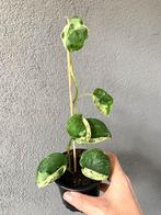 Scindapsus Jade Satin Marble Variegata nr. 2 (p9), Ophalen of Verzenden, Overige soorten, Minder dan 100 cm