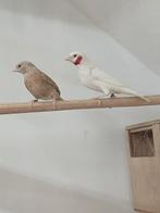 Bandvinken, Dieren en Toebehoren, Vogels | Overige Vogels, Meerdere dieren, Tropenvogel, Geringd