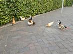 Serama kippen kipjes hanen, Dieren en Toebehoren, Pluimvee, Meerdere dieren, Kip