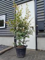 Quercus Ilex boom (meerstammig) 180+ (ACTIE! NU €125,-), 100 tot 250 cm, Volle zon, In pot, Overige soorten