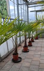 Trachycarpus fortunei palmboom winterhard., Tuin en Terras, 100 tot 250 cm, Zomer, Palmboom, Ophalen