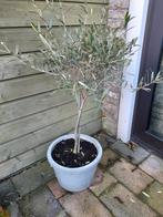 Olijfboom in pot - Mooie mediterrane sfeer!, Bloeit niet, 100 tot 250 cm, Olijfboom, Ophalen
