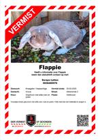 Vermist konijn Veldhoven d'Ekker, Dieren en Toebehoren, Konijn of Knaagdier