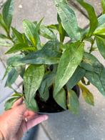 Herfstaster in pot, Ophalen, In pot, Minder dan 100 cm