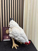 Kip grazend wit, Shabella-deco, Nieuw, Ophalen of Verzenden, 5953kr