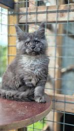 Maine Coon kittens met stamboom - ouders getest, Dieren en Toebehoren, Katten en Kittens | Raskatten | Langhaar, Meerdere dieren