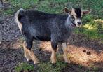 Dwerggeit bok blauwschimmel met tan CAE- en CL-vrij, Dieren en Toebehoren, Schapen, Geiten en Varkens, Mannelijk, Geit, 0 tot 2 jaar