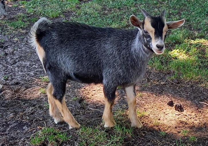Dwerggeit bok blauwschimmel met tan CAE- en CL-vrij, Dieren en Toebehoren, Schapen, Geiten en Varkens, Geit, Mannelijk, 0 tot 2 jaar