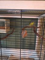 Mozambique sijs pop, Vrouwelijk