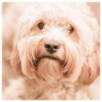 Dekreu, Dieren en Toebehoren, Honden | Dekreuen, Particulier, Rabiës (hondsdolheid), 3 tot 5 jaar, Reu