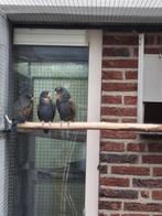 Bronsvleugel Pionus, Dieren en Toebehoren, Meerdere dieren, Papegaai, Geringd