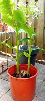 2 bananen planten, Ophalen, Overige soorten, Struik, Minder dan 100 cm