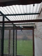 Zeergoed kweekkoppel halsbanden, Meerdere dieren, Parkiet