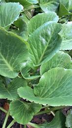 Schoenlappersplant - Vaste Plant, Ophalen, Bodembedekkers, Vaste plant, Halfschaduw