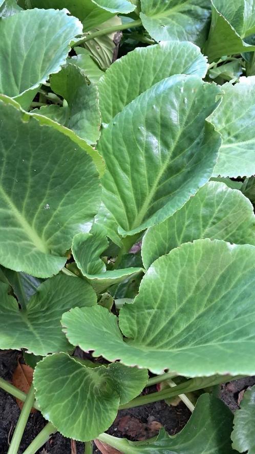 Schoenlappersplant - Vaste Plant, Tuin en Terras, Planten | Tuinplanten, Vaste plant, Bodembedekkers, Halfschaduw, Lente, Ophalen