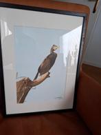 Aquarel Scholekster - Sijmen Aleman, Ophalen of Verzenden