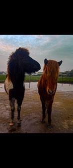 Weidegang en woonruimte gezocht, omgeving Berghem/Herpen., Dieren en Toebehoren, Stalling en Weidegang, Weidegang